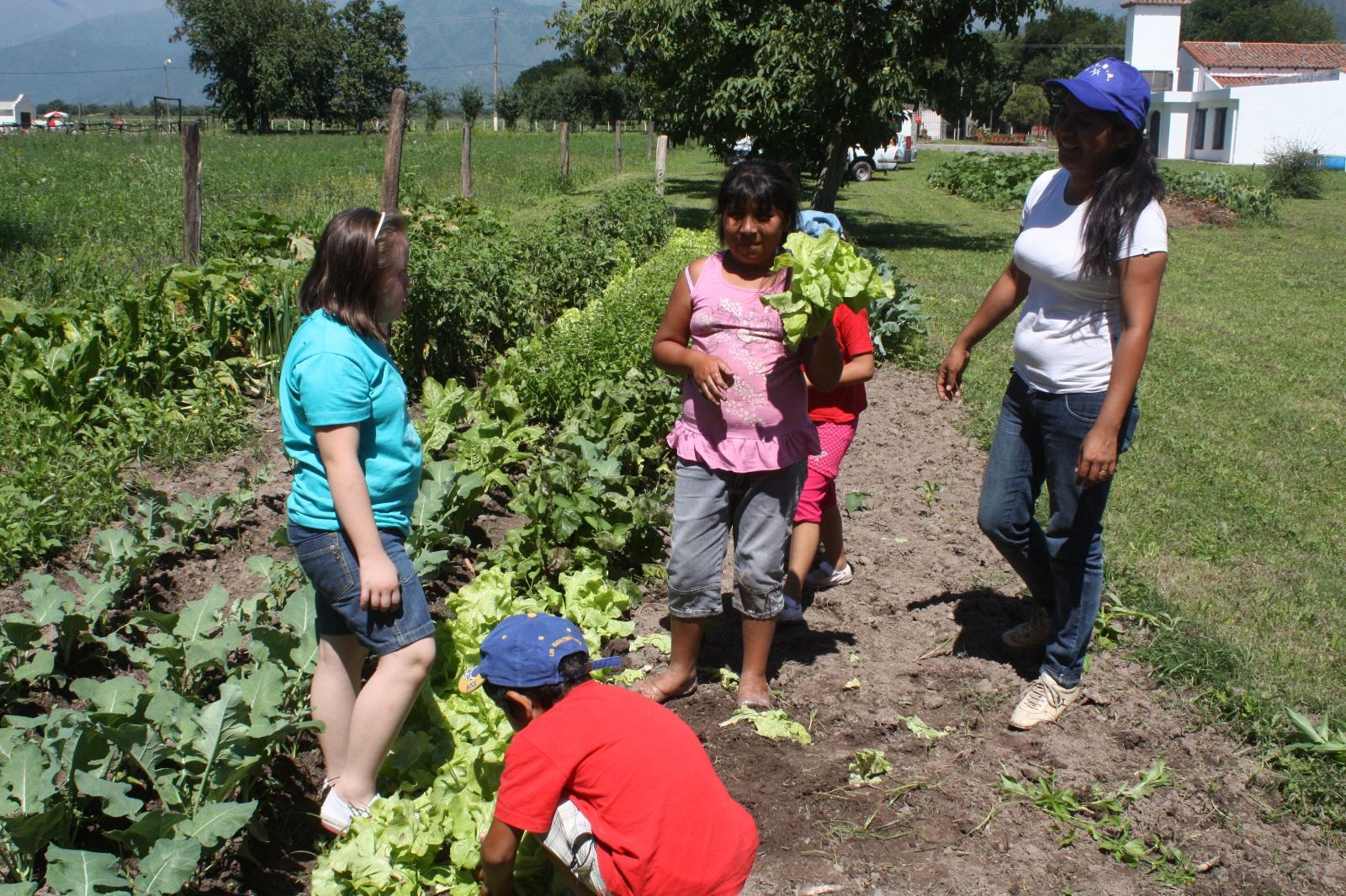 Chicas y chicos cosechan verduras entre los surcos de la huerta.